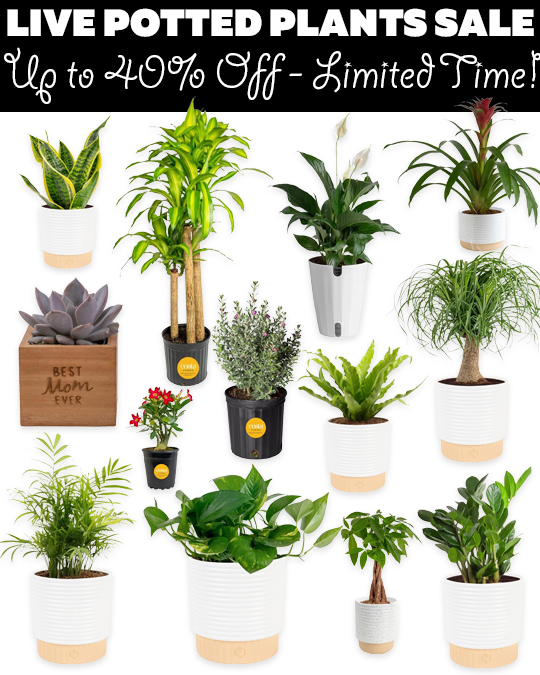 Up to 40% Off Live Potted Plants on Amazon